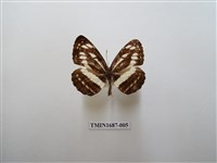 藏品(小環蛺蝶)的圖片